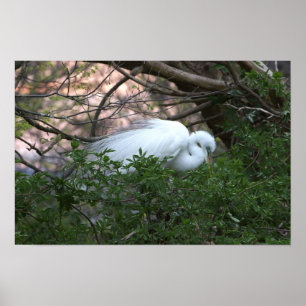 Póster de Garza Blanca