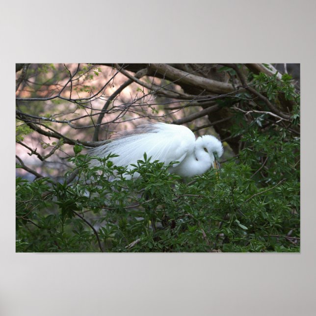 Póster de Garza Blanca (Frente)