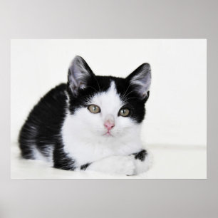 Póster de gatito pensativo blanco y negro