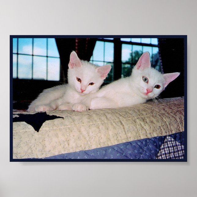 Póster de gatitos angora turcos (Frente)