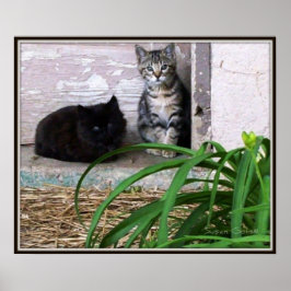 Póster de Gatitos Salvajes
