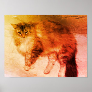Póster de gato