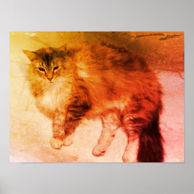 Póster de gato (Frente)