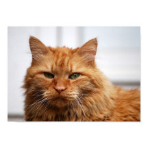 Póster de Gato del Bosque Noruego