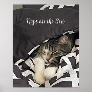 Póster de Gato Durmiendo