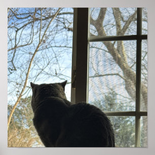 Póster de gato mirando por la ventana