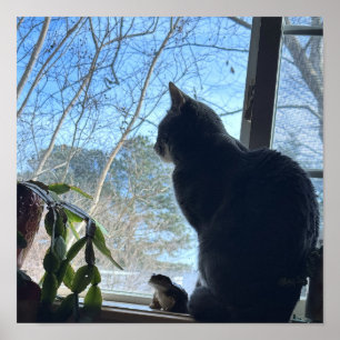 Póster de gato mirando por la ventana