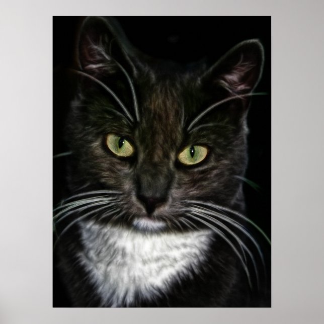 Póster de gato negro y blanco hermoso (Frente)