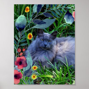Póster de gato ruso azul de pelo largo esponjoso
