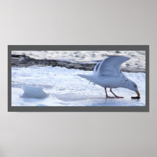 Póster de gaviota comiendo en hielo