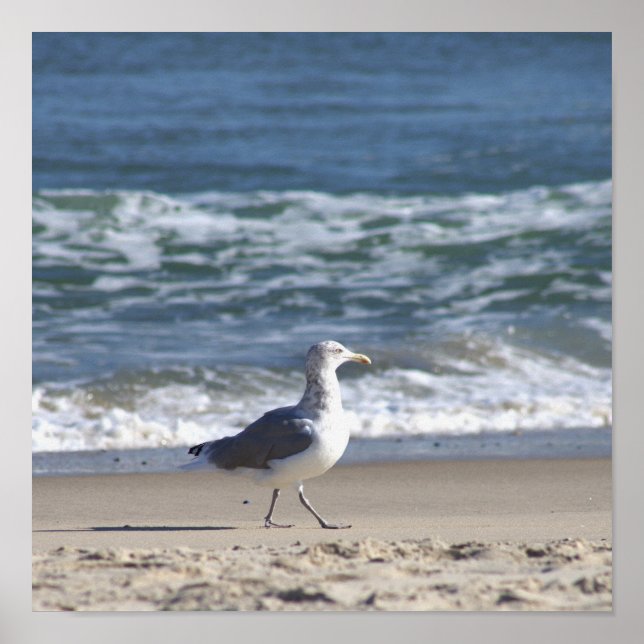 Póster de gaviota en la playa (Frente)