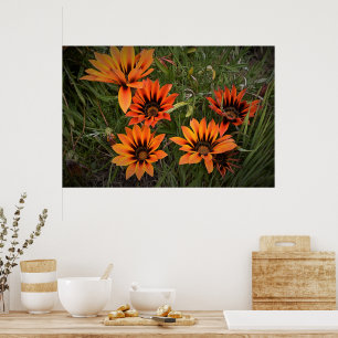 Póster de Gazanias Naranjas y Negras