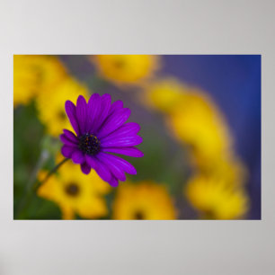 Póster de Gerbera Morada entre Flores Amarillas