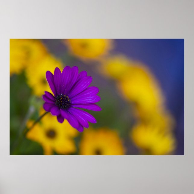 Póster de Gerbera Morada entre Flores Amarillas (Frente)