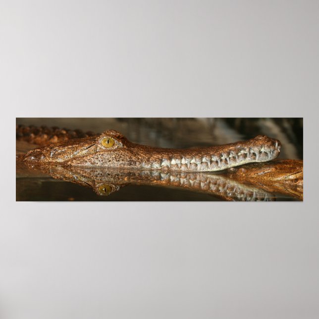Póster de Gharial (Frente)