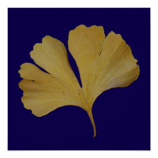 Poster de Ginkgo Leaf (Anverso)
