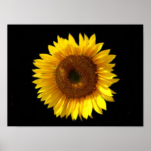 Póster de girasol