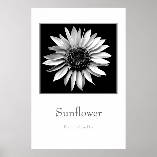 Póster de 'Girasol' (Frente)