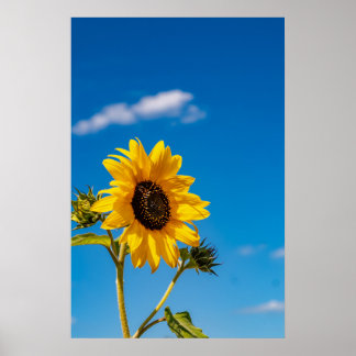 Póster de girasoles vibrantes en flor