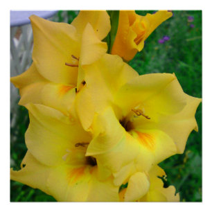 Poster de gladiola amarilla