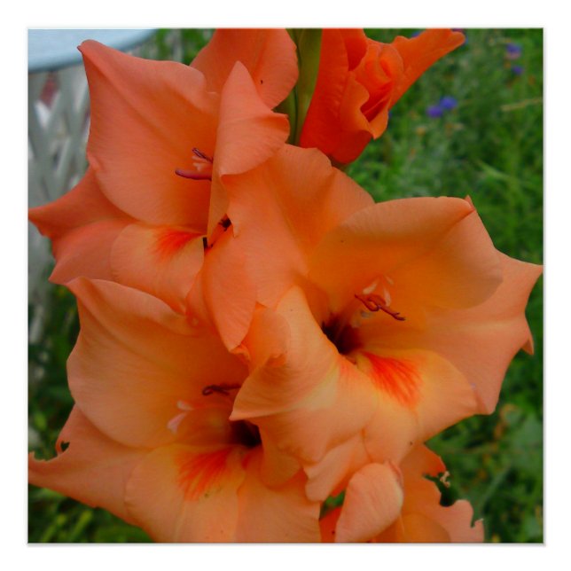 Póster de Gladiola Melocotón (Anverso)
