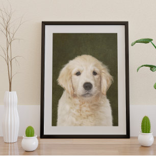 Poster de Golden Retriever