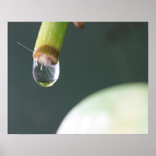 Póster de Gota de Agua