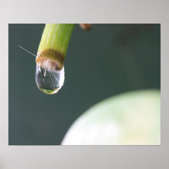 Póster de Gota de Agua (Frente)