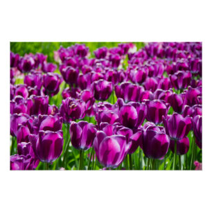 Póster de gran campo de tulipanes morados