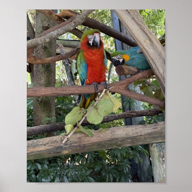 Póster de Guacamayo (Frente)