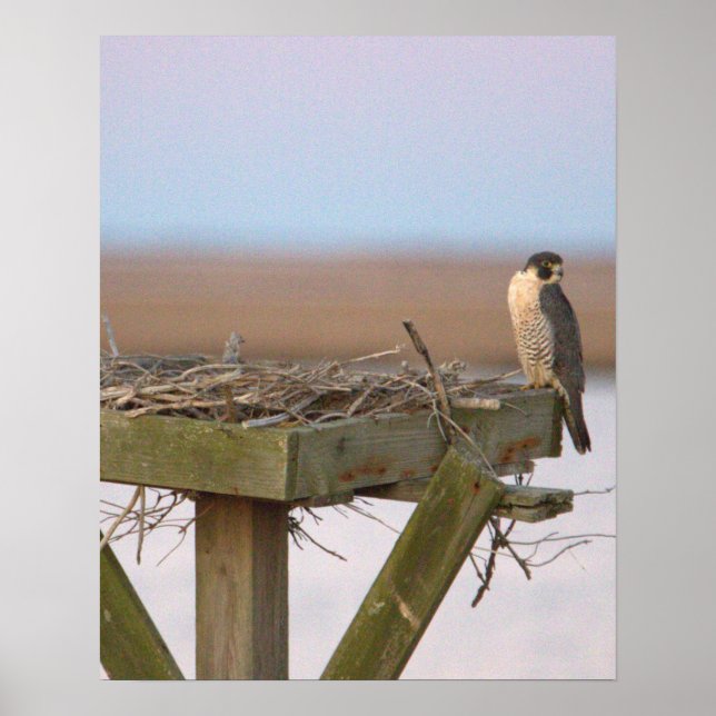 Póster de halcón peregrino (Frente)