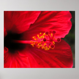 Póster de Hibisco Rojo