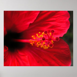 Póster de Hibisco Rojo