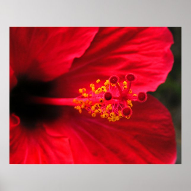 Póster de Hibisco Rojo (Frente)
