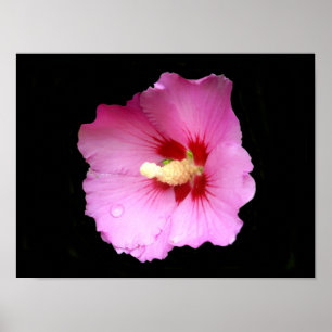 Póster de Hibisco Rosa