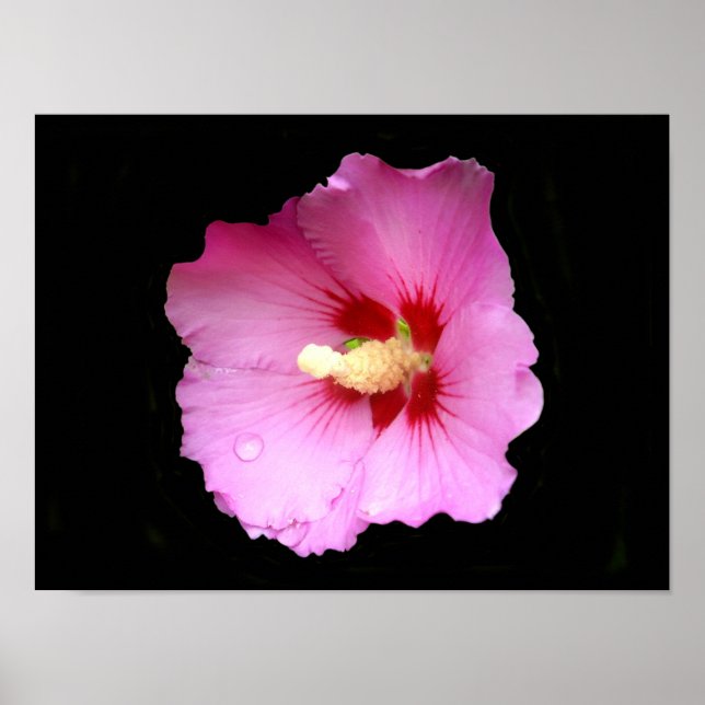 Póster de Hibisco Rosa (Frente)