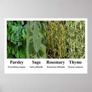 Póster de hierbas y especias Perejil Salvia Romero
