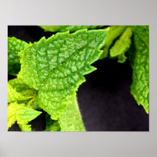 Póster de hoja de menta