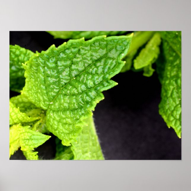Póster de hoja de menta (Frente)