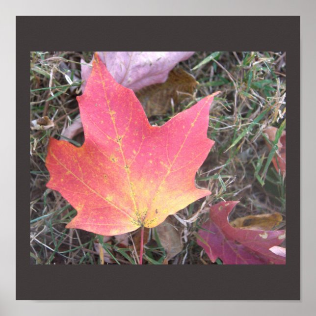 Póster de hoja de otoño amarilla roja (Frente)