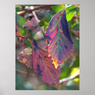 Póster de hojas de otoño con luz solar