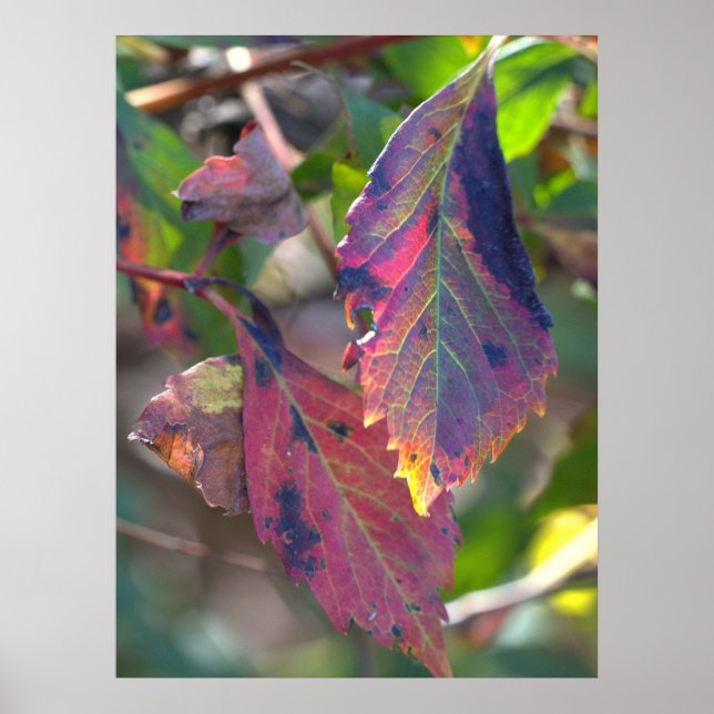 Póster de hojas de otoño con luz solar (Frente)