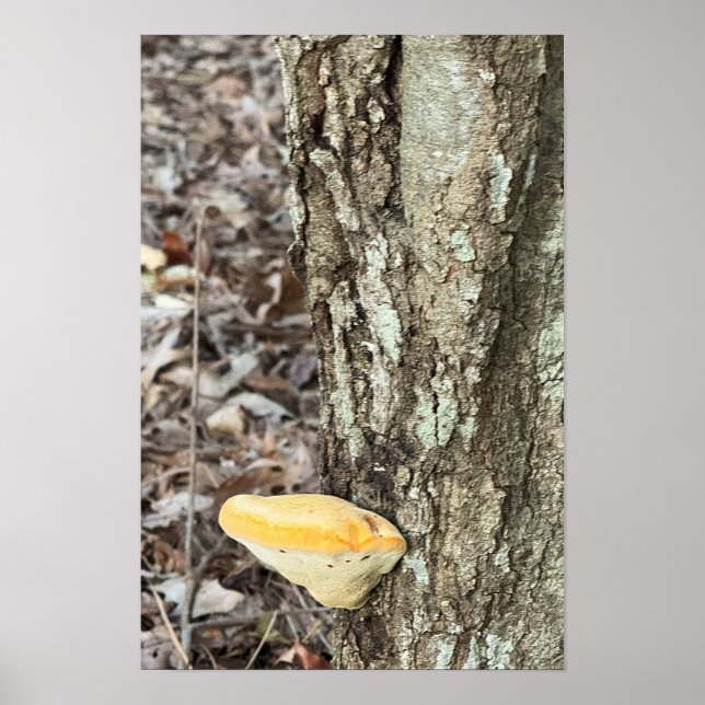 Póster de hongo de árbol (Frente)
