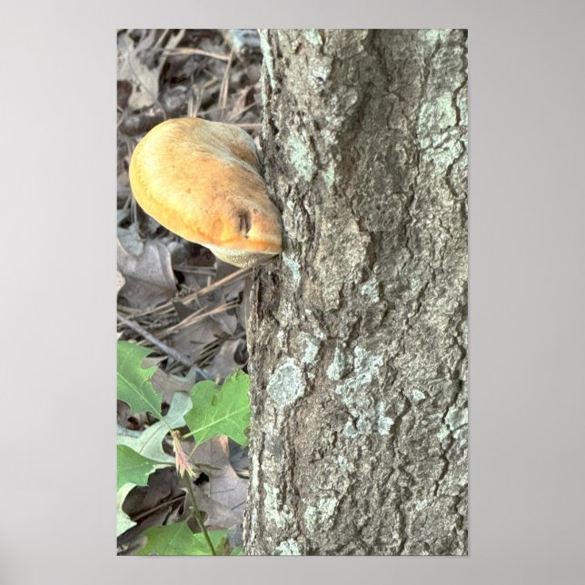 Póster de hongo de árbol (Frente)