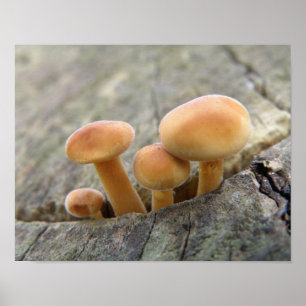 Póster de hongos en un tronco de árbol