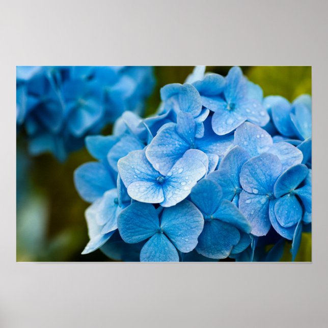 Póster de Hortensia Azul (Frente)