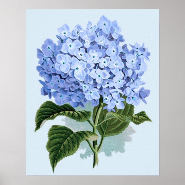 Póster de Hortensia Azul Vintage (Frente)