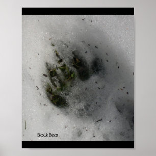 Póster de Huella de Oso