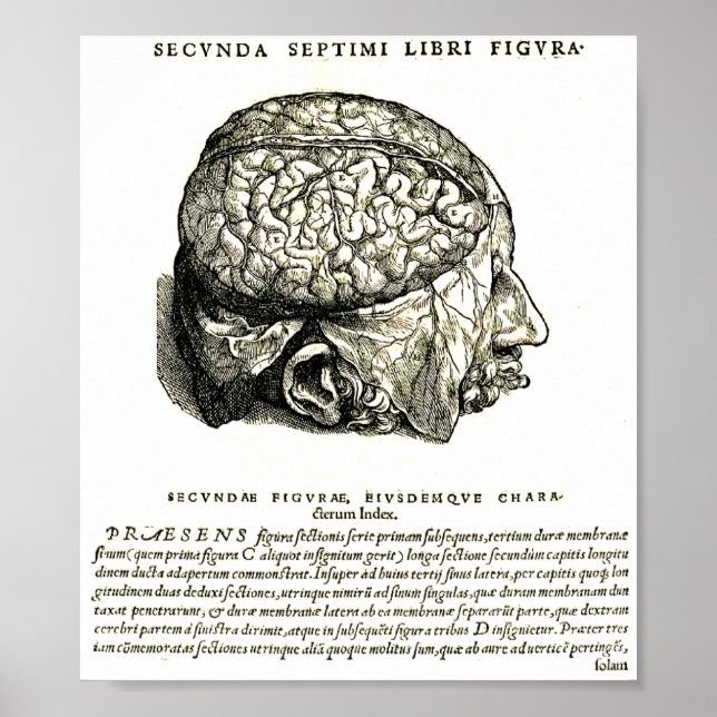 Póster De Humani Corporis (Frente)