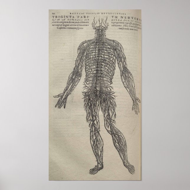 Póster De Humani Corporis (Frente)